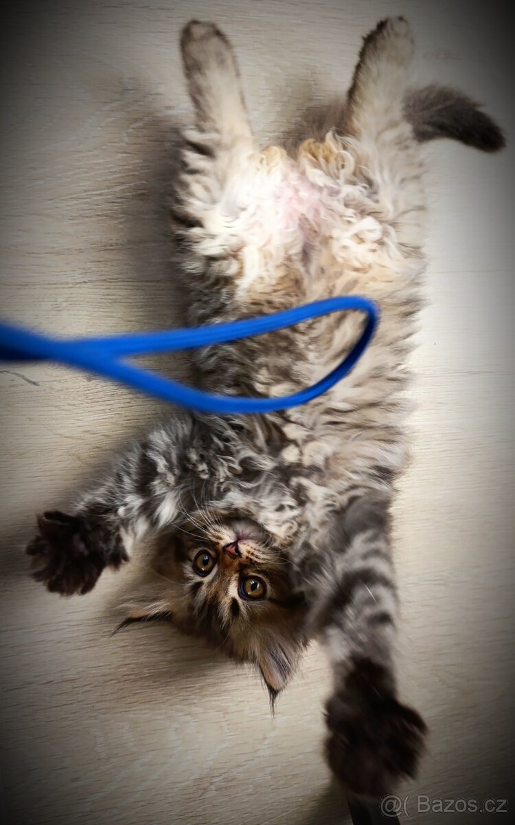 Kotě perské kočičky - 3