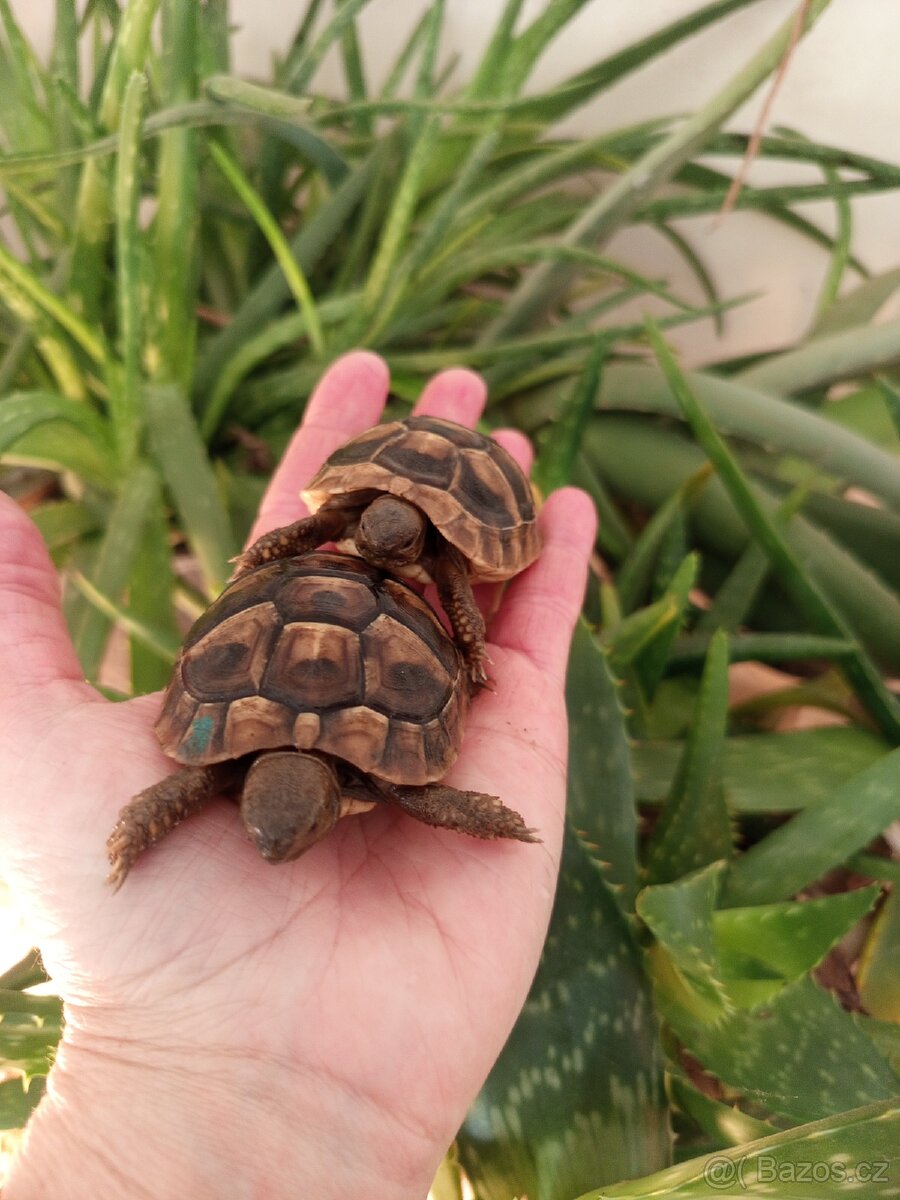 Želva zelenavá mláďata, kupní smlouva+Cites - 3