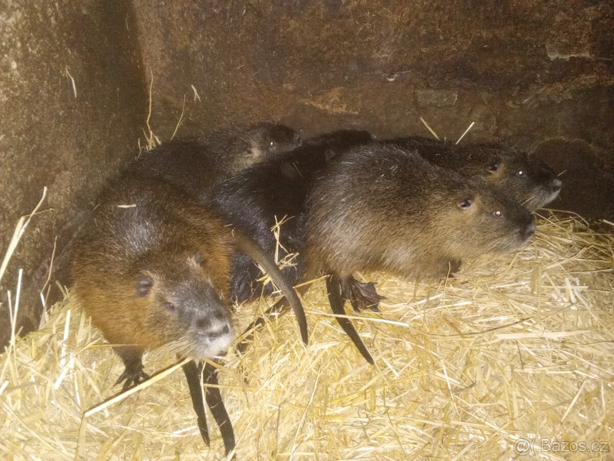 Nutrie samci - 3