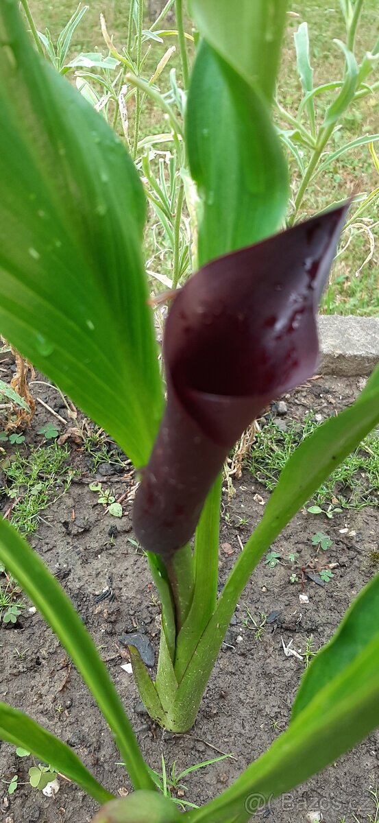 Prodam přebytky - 3