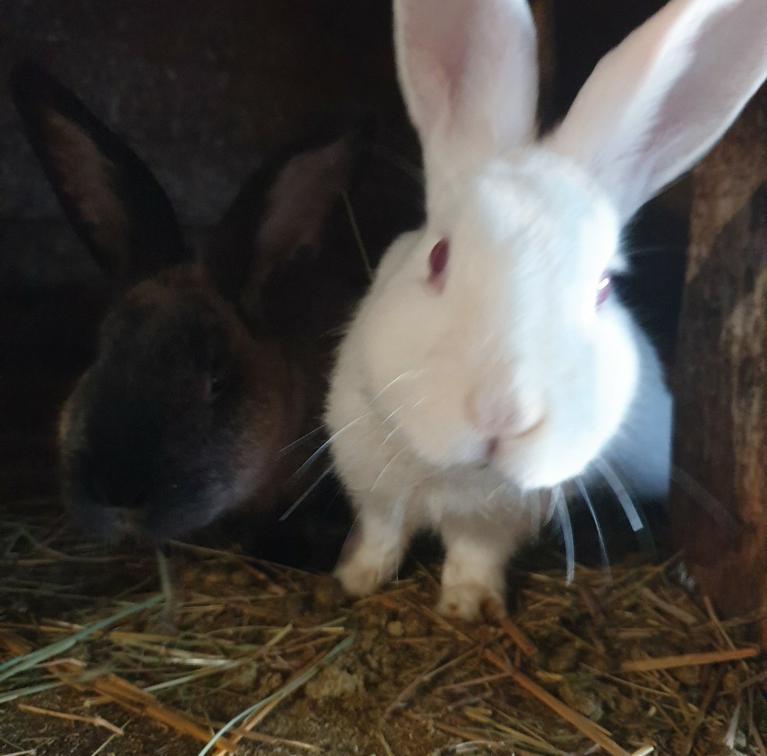 Králíci - samci - 3