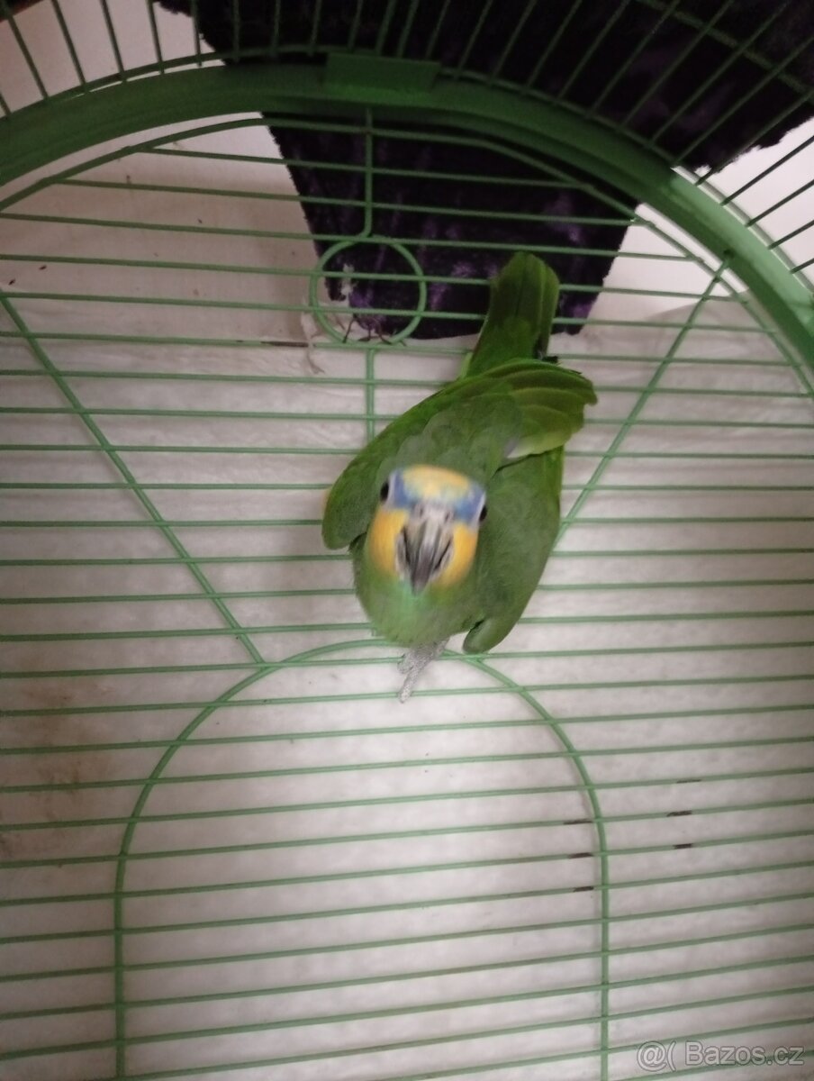 Amazoňan oranžovokřídlý - 3