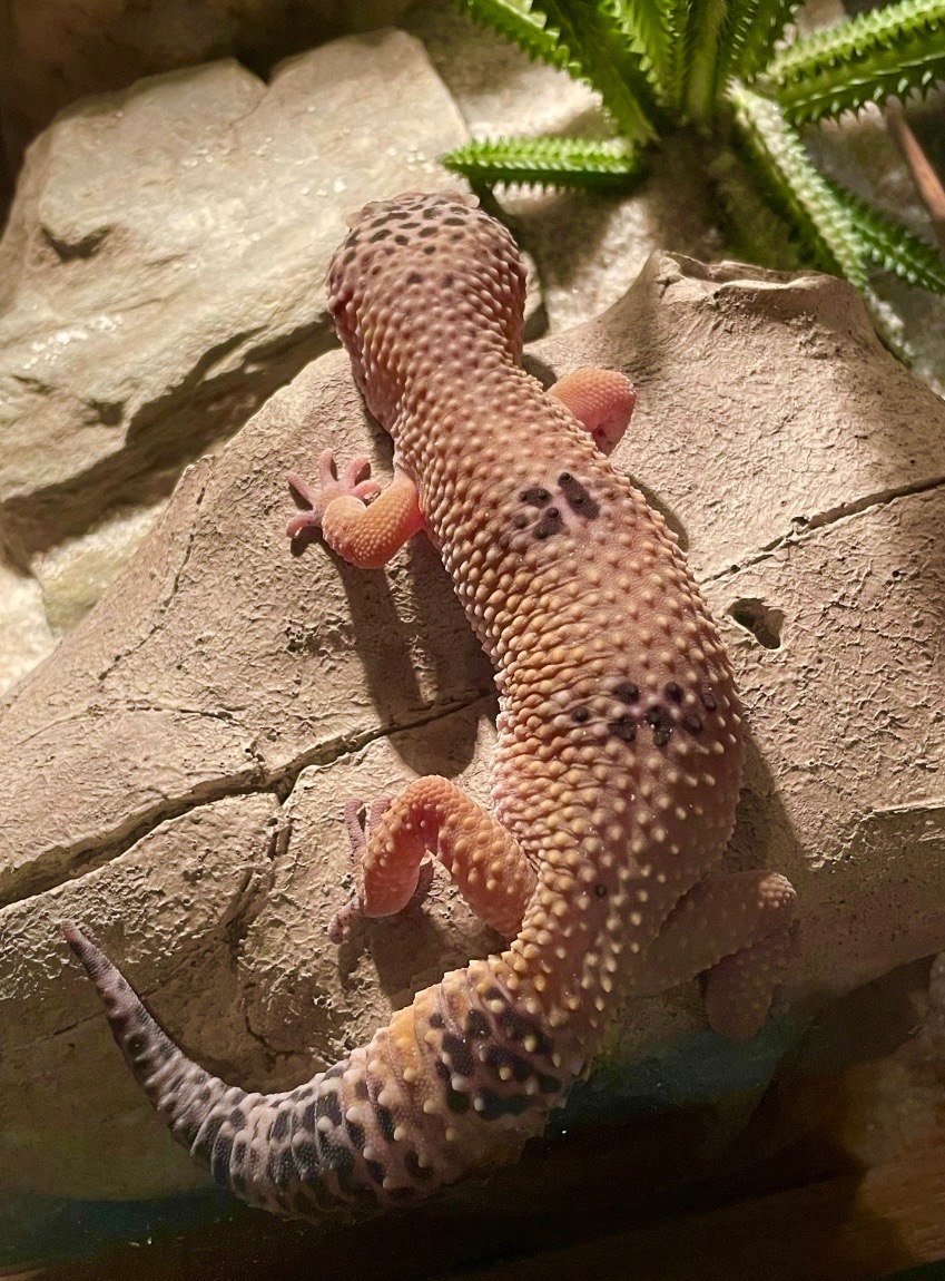 Gekončík noční - 3