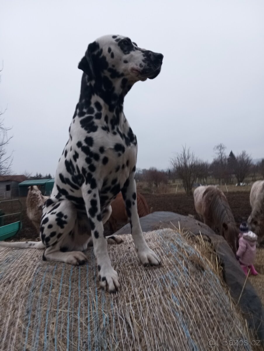 Dalmatin ke krytí - 3