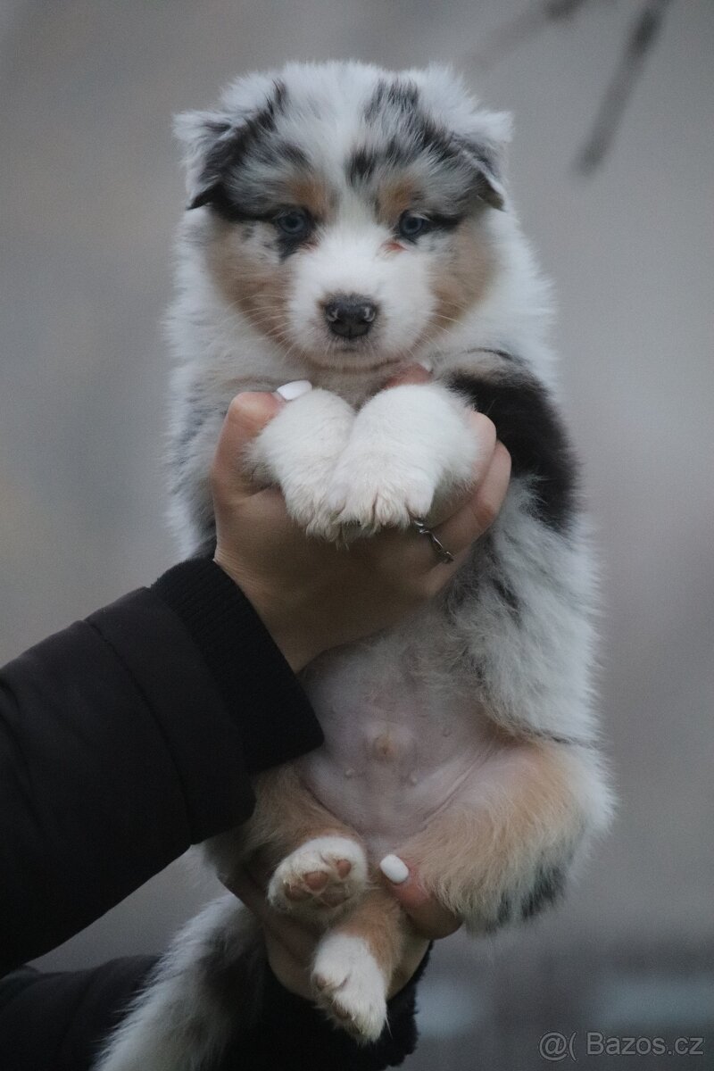 Australských ovčák s PP - 3