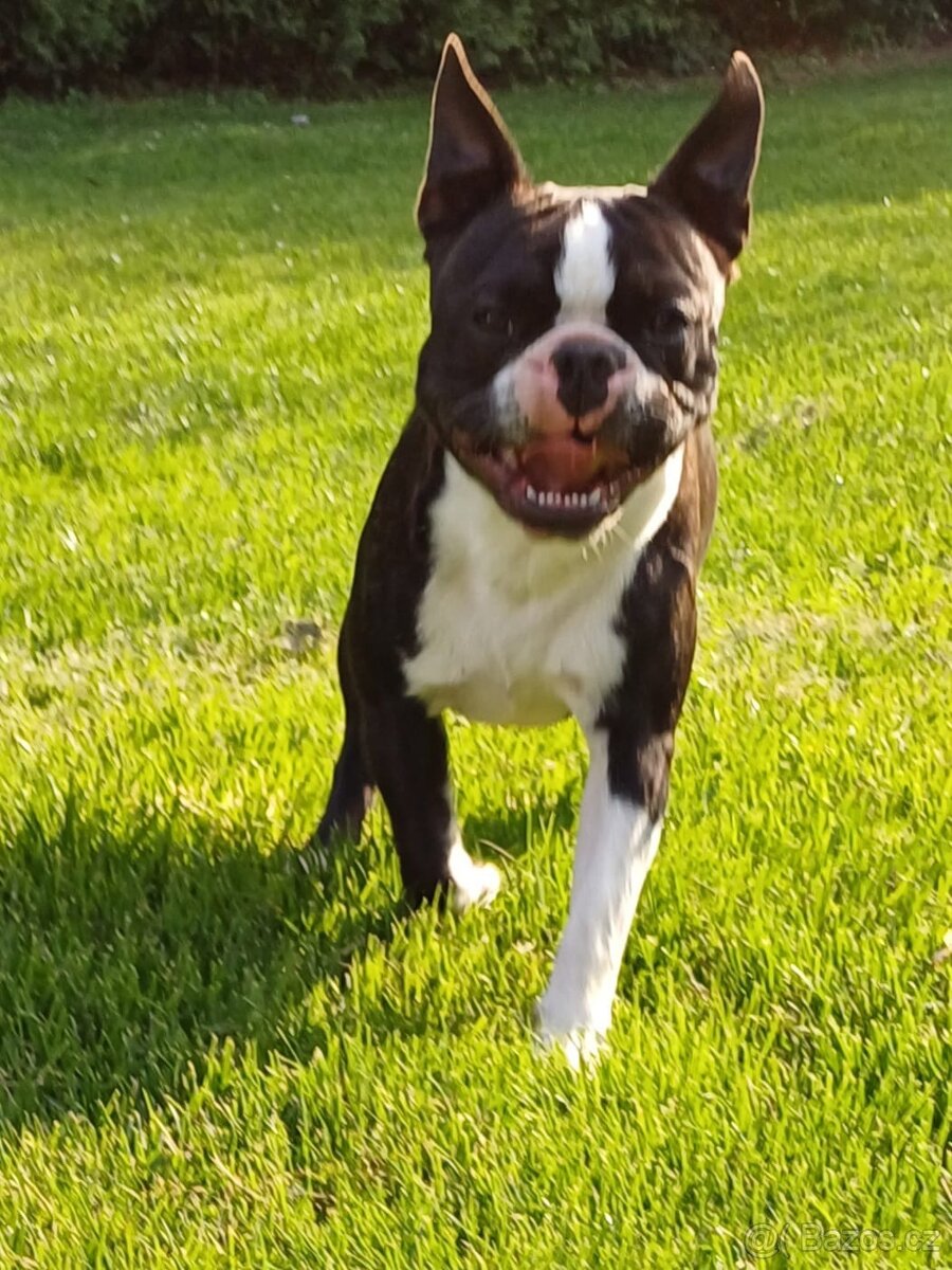 Bostonský teriér s PP - 3