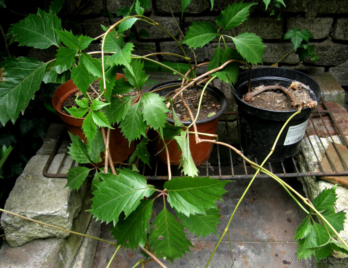 Loubinec pětilistý (psí víno) – zakořeněné sazenice - 3