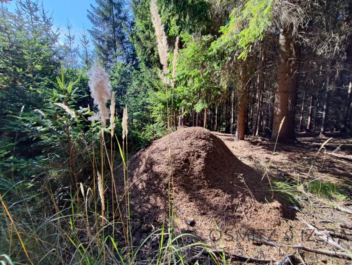 Prodej lesa 233 155 m² Žďár u Nové Včelnice - 3