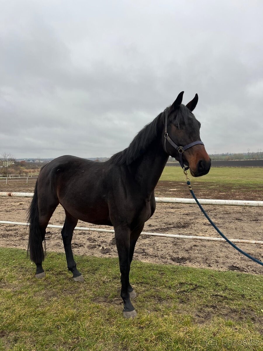 4-letá Oldenburgská klisna s Elite premii - 3