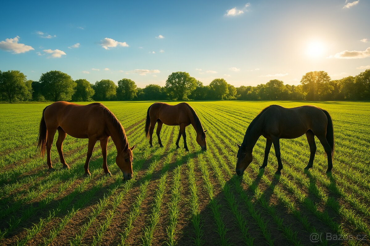 orná půda 42km od Brna - 3