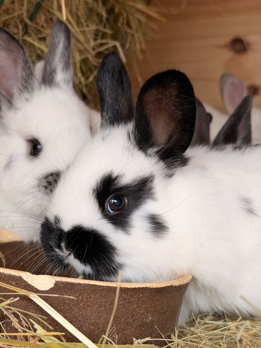Králíci - 3