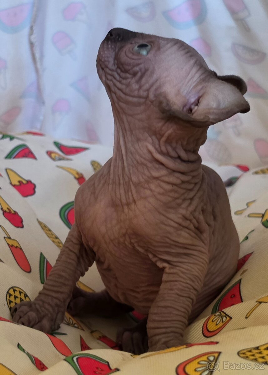 Rezervace koťát ELF sphinx - 3