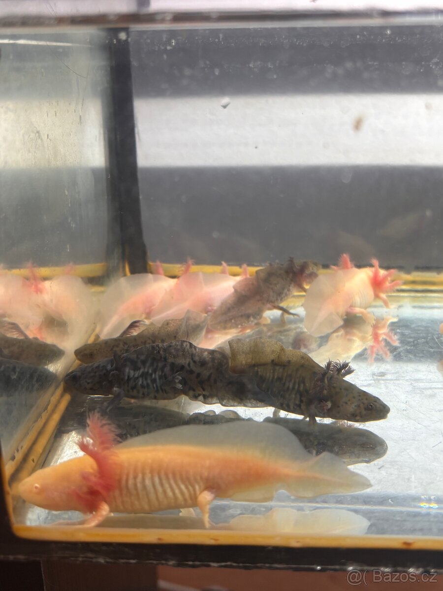 Axolotl - 3
