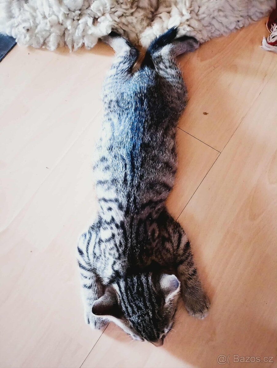 Modrooký kočky - 3