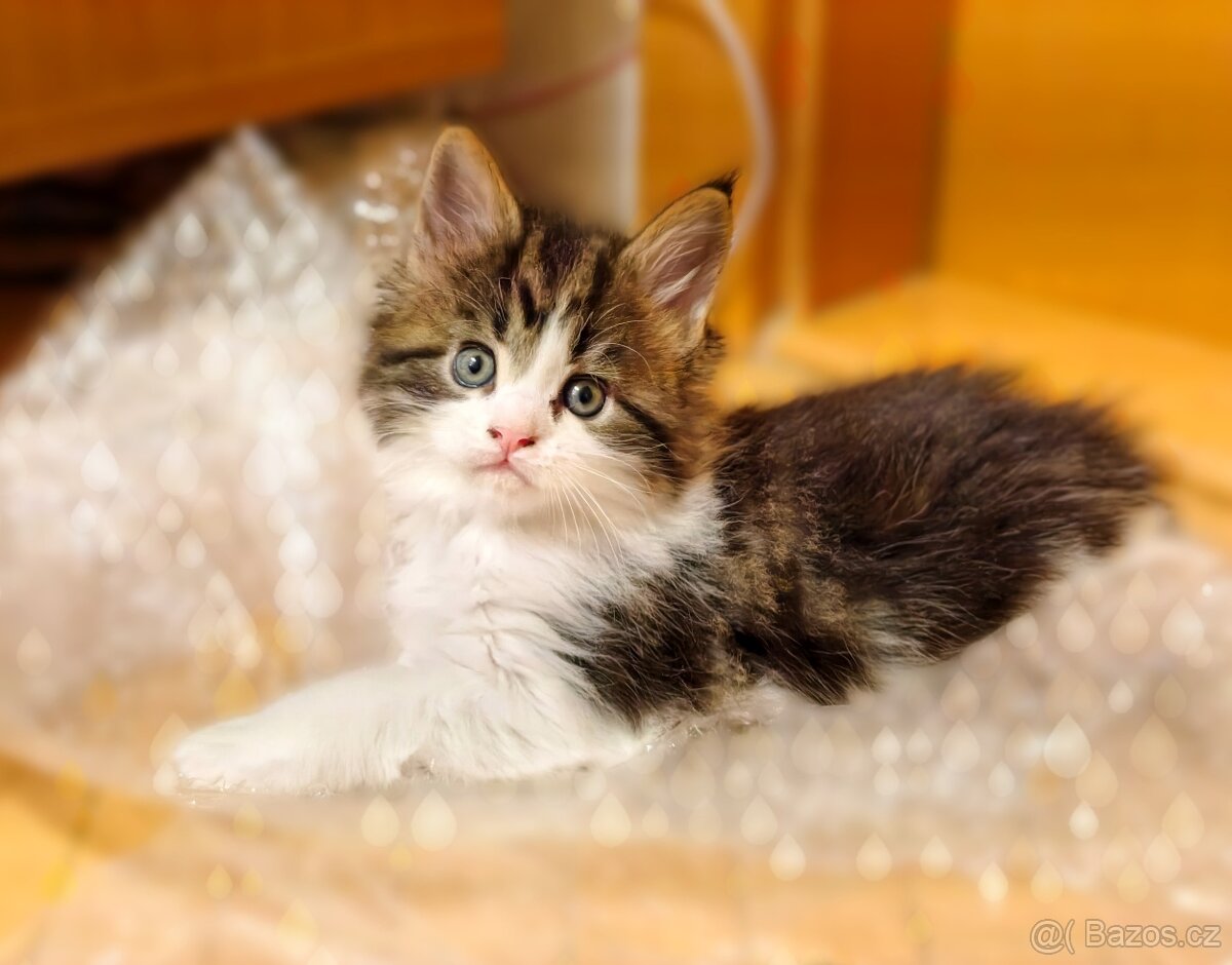 Mainská mývalí koťátka - 3