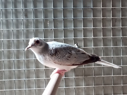 holoubek diamantový - 3