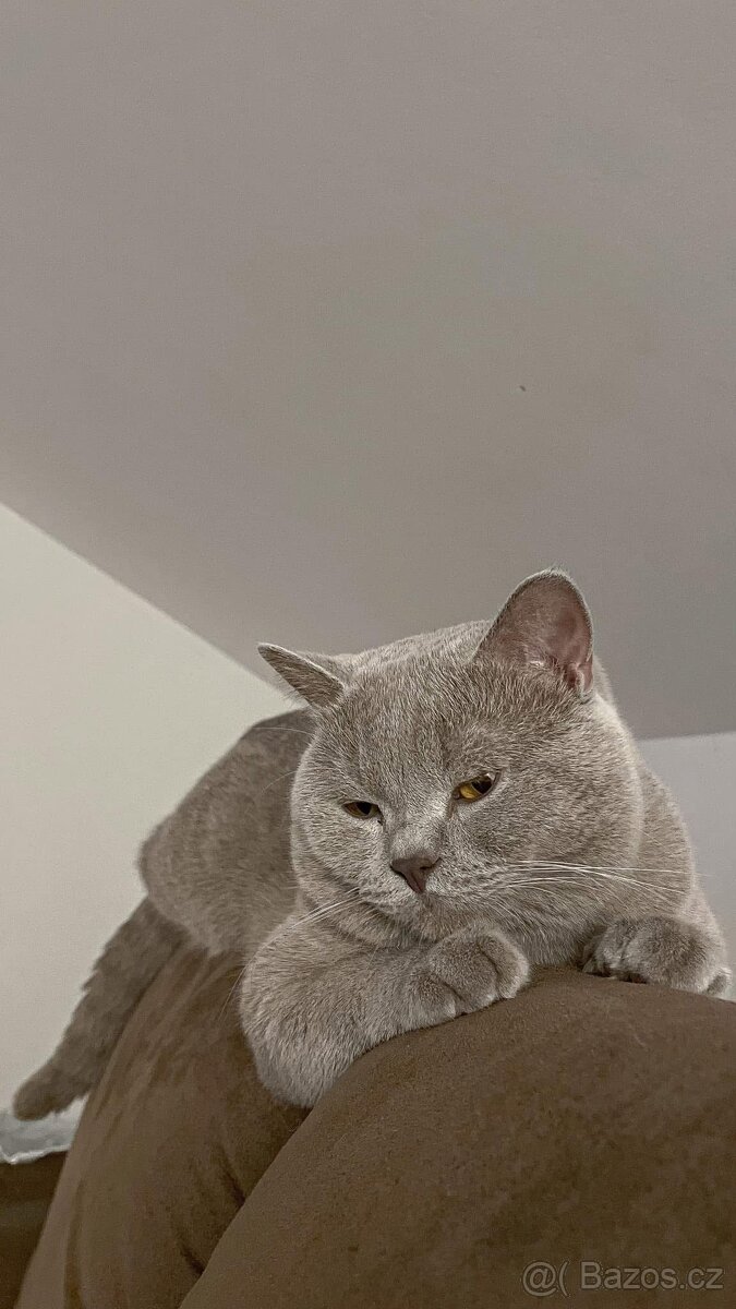 Britský kocour ke krytí - 3