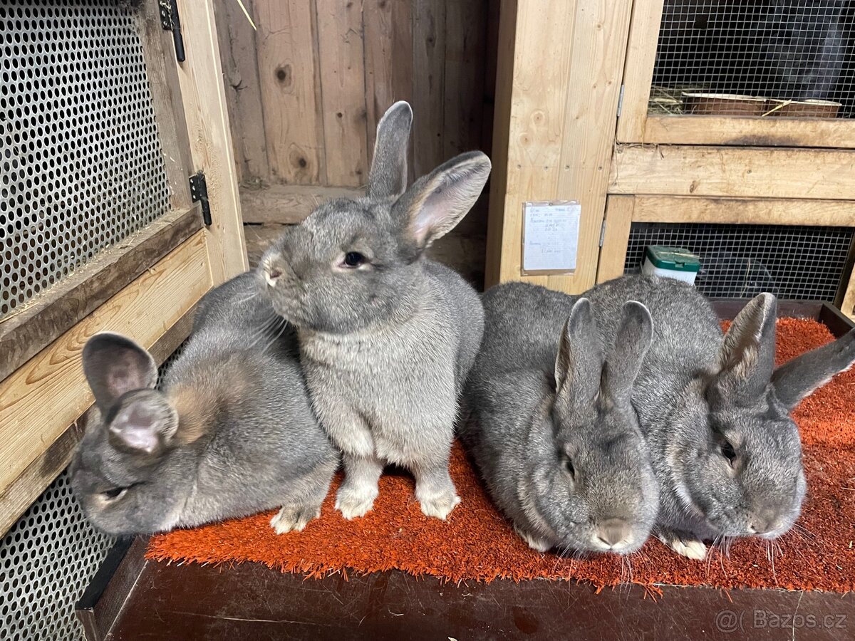 Prodám samce a samice Vídeňské modrošedé - 3