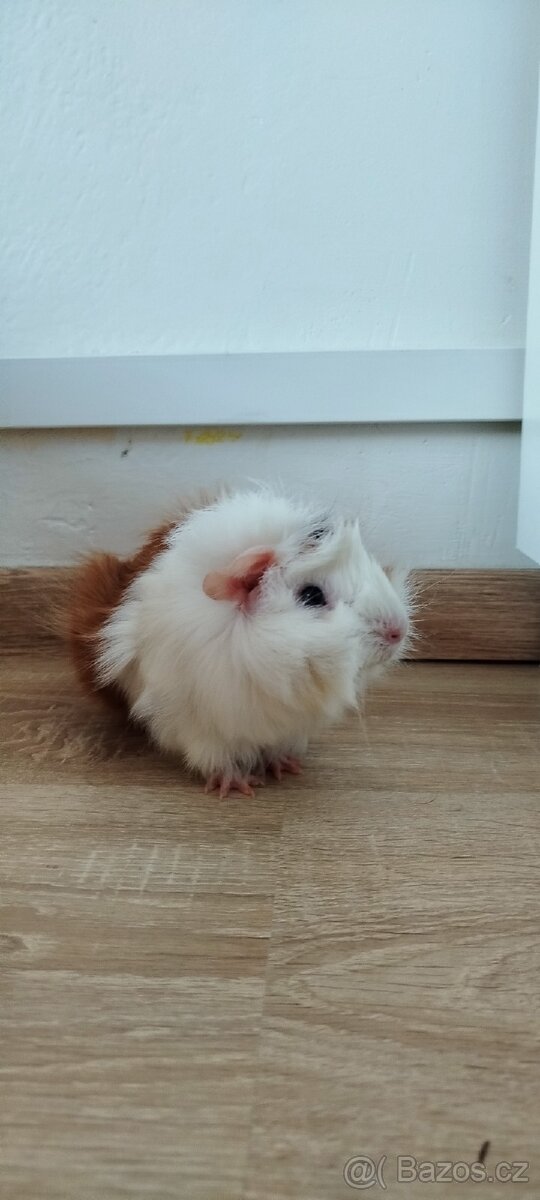 Morčátko rozetka - 3