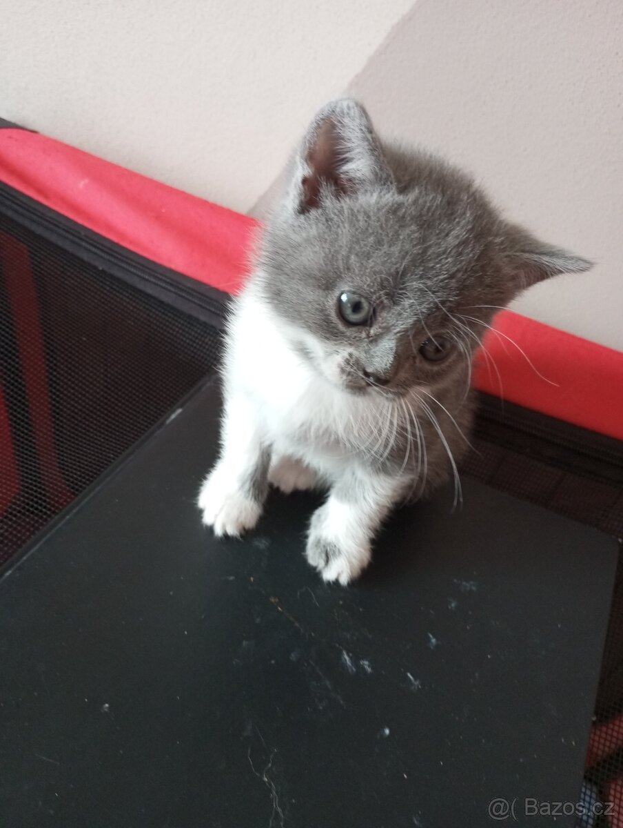 Britska kotatka - 3