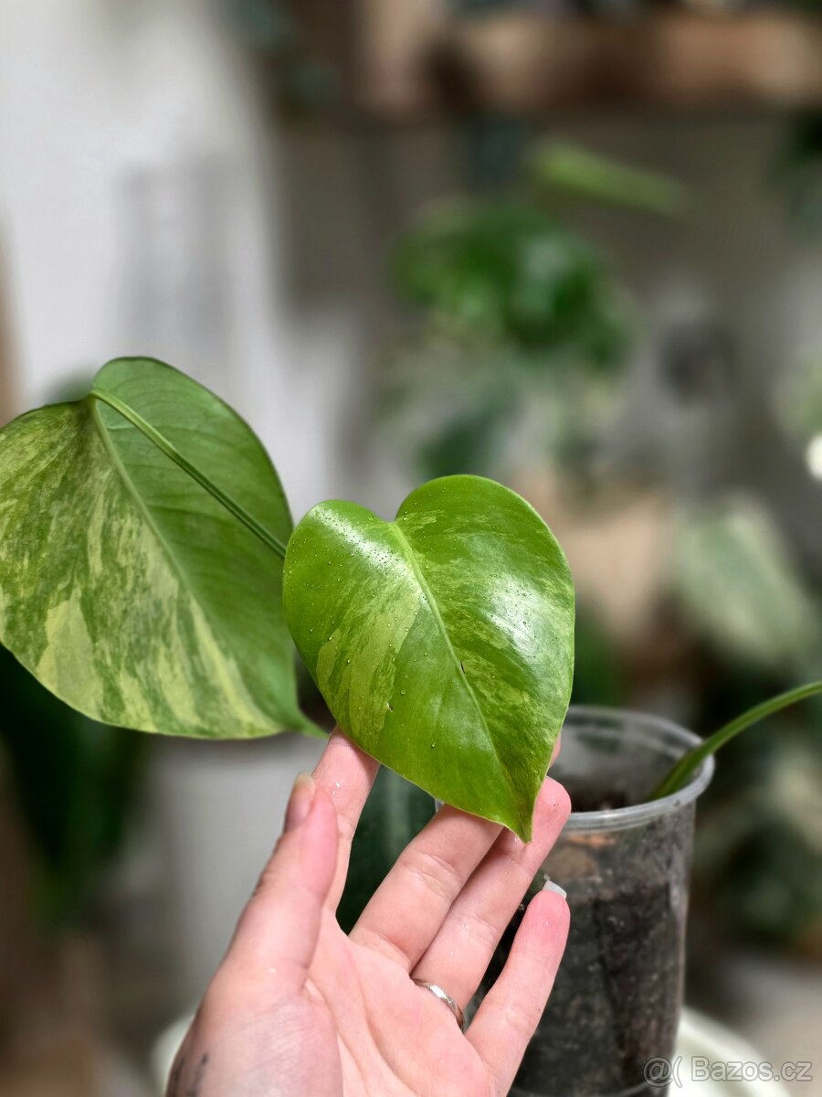 Monstera Deliciosa Aurea - 3