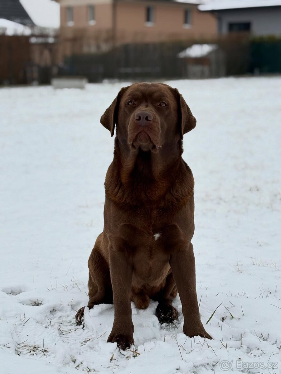 Labradorský retriever s PP - krytí - 3