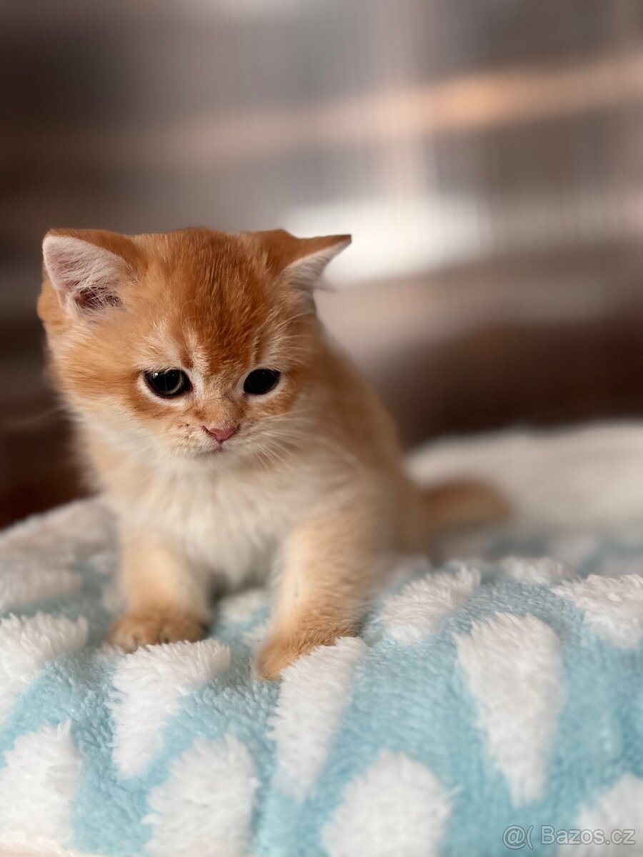 Luxusní zlata britská koťata s PP pro chov - 3