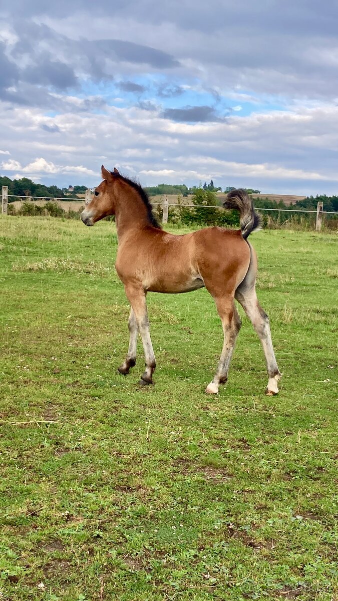 Welsh Cob hřebeček - 3