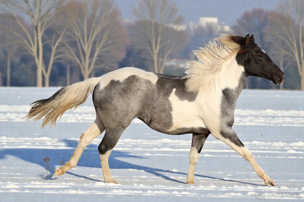 Klisna APH - 7 PANEL - 3