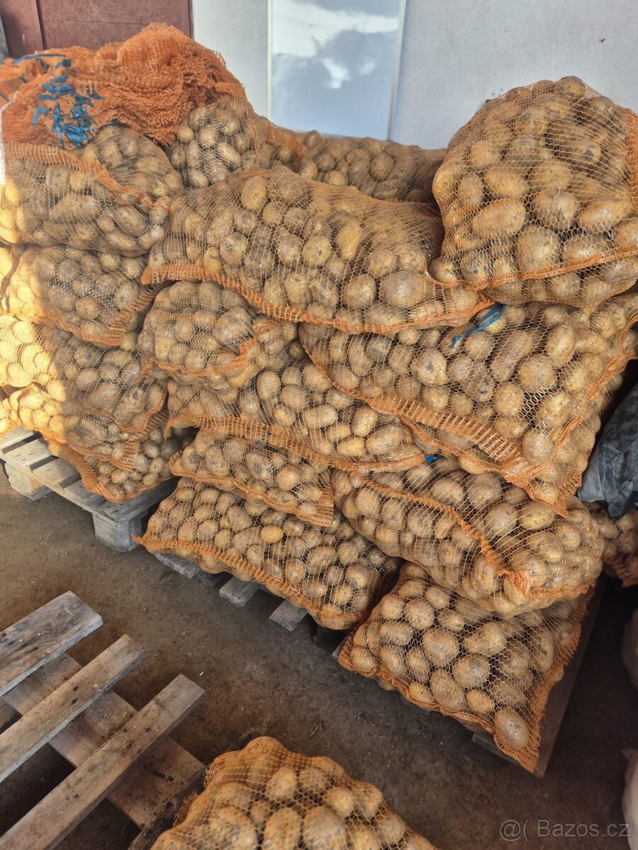 Prodám brambory - 3