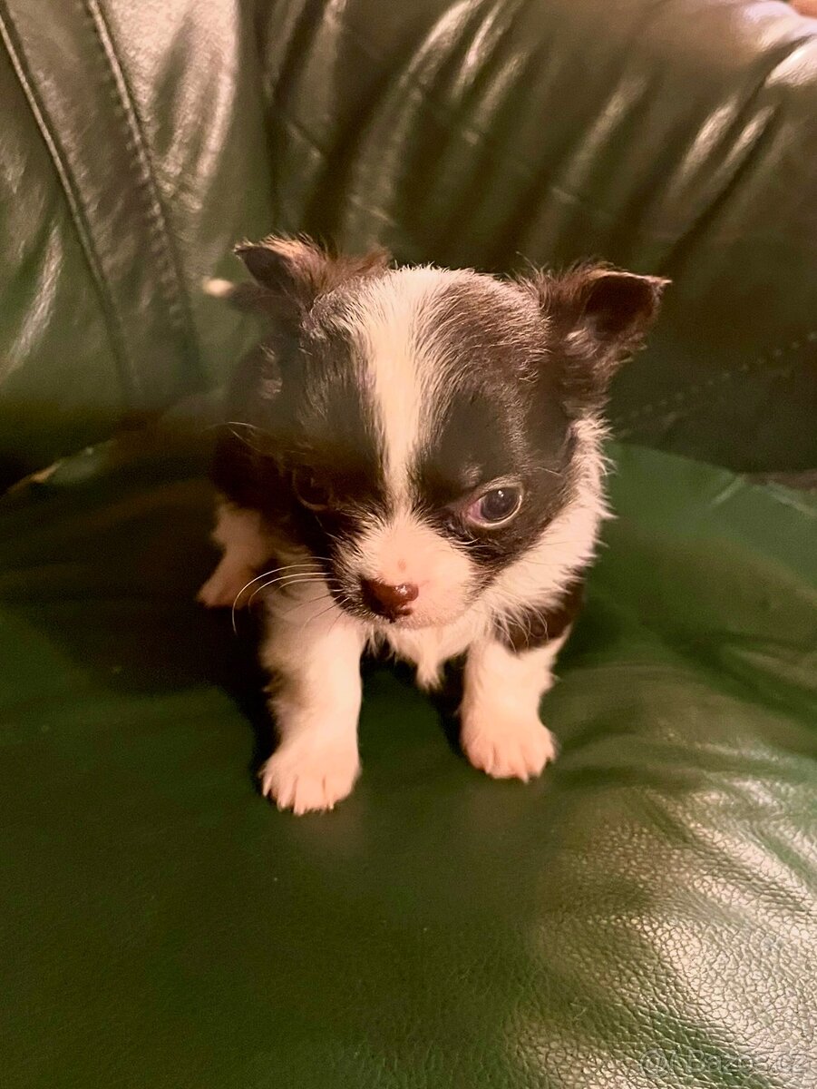 ČIVAVA DLOUHOSRSTÁ S PP- Pejsek - 3