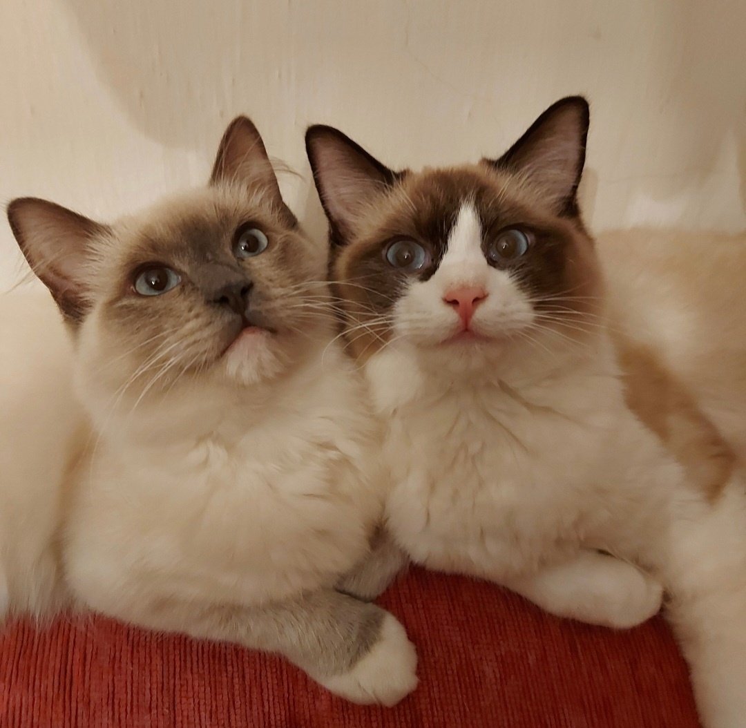 Ponukam ragdoll kocurov na krytie - 3