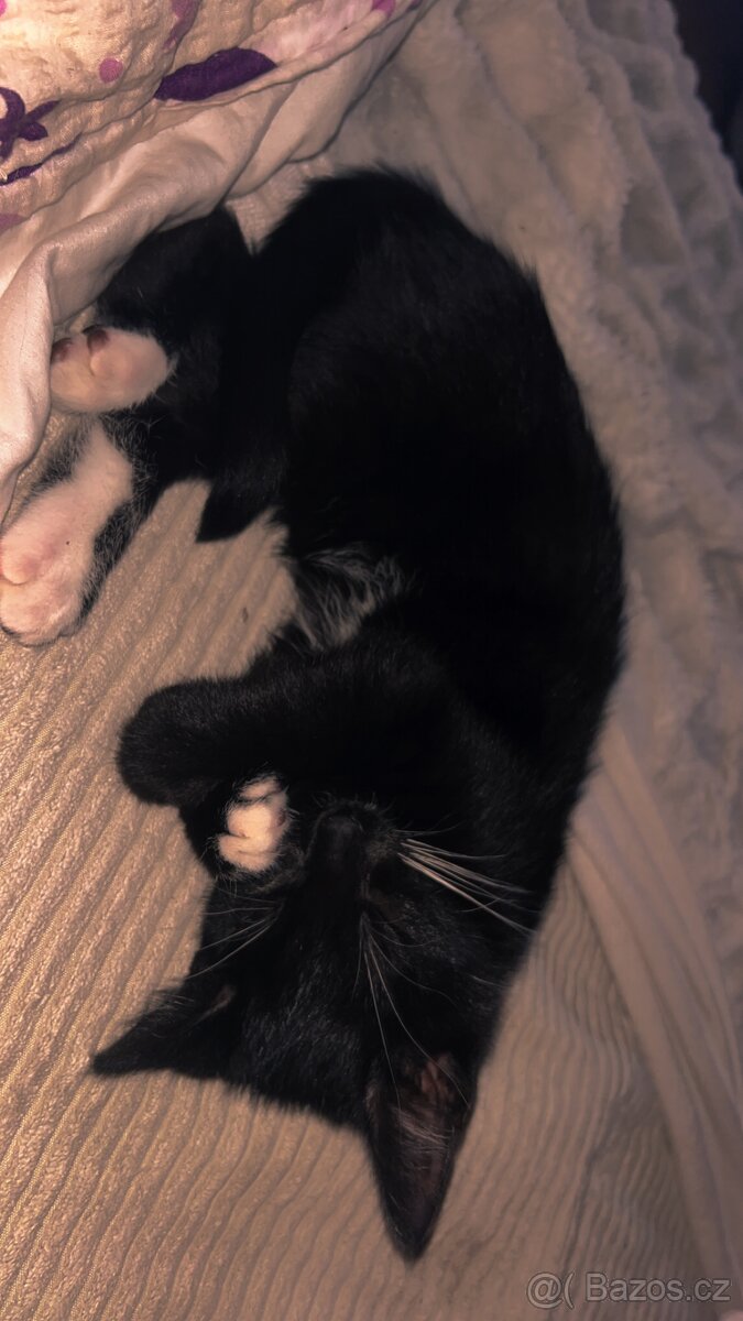 Daruji do dobrých rukou - 3