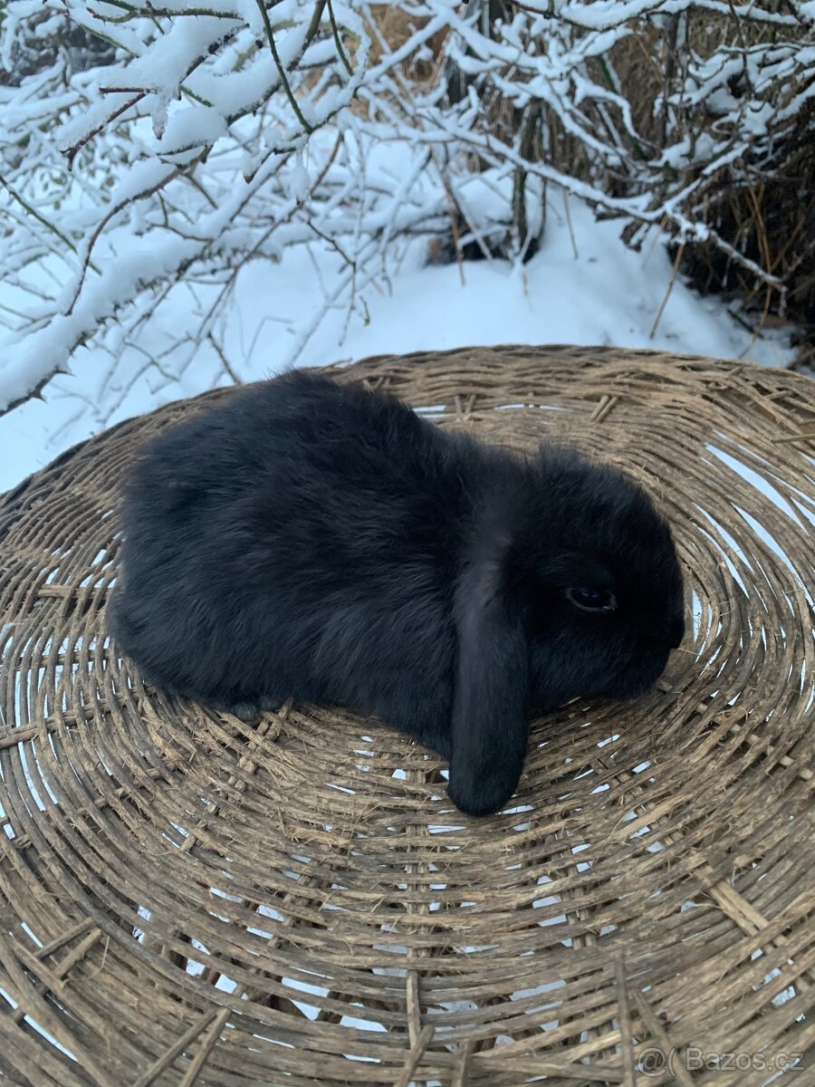 Zakrsly beran, kralik - 3