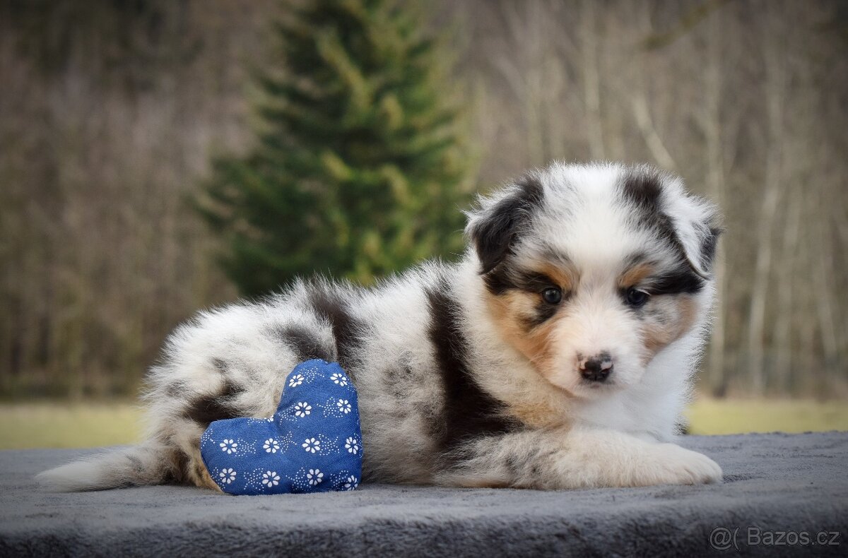 Australský ovčák s PP - 3