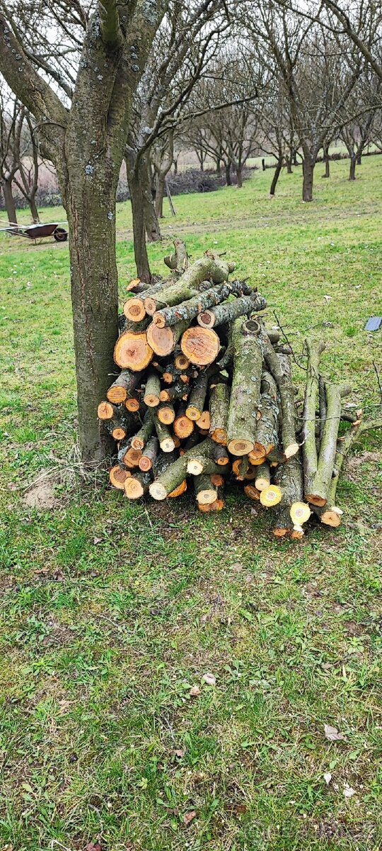 Prodám tvrdé dřevo.. švestka - 3