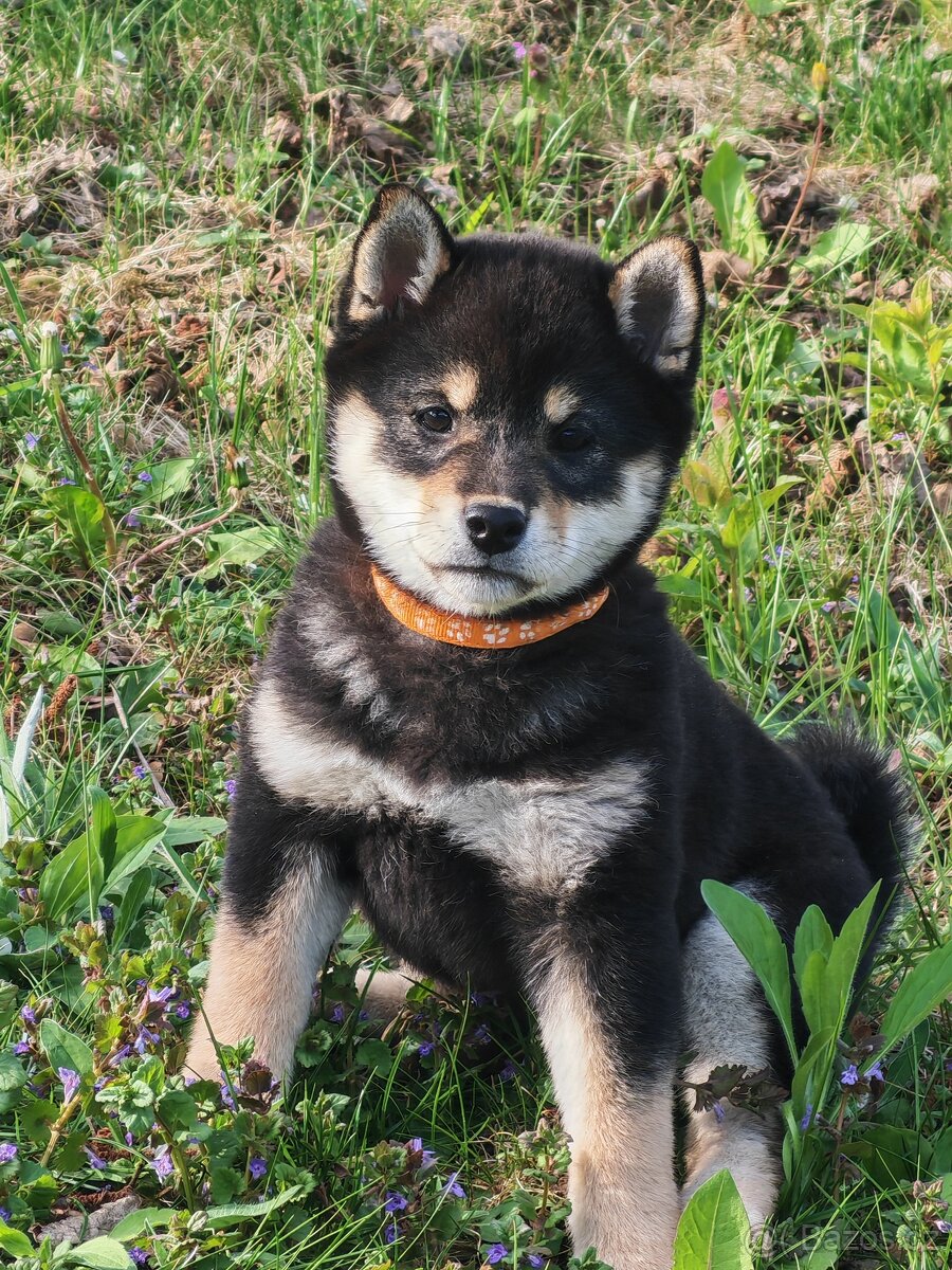 Shiba inu fenka - 3