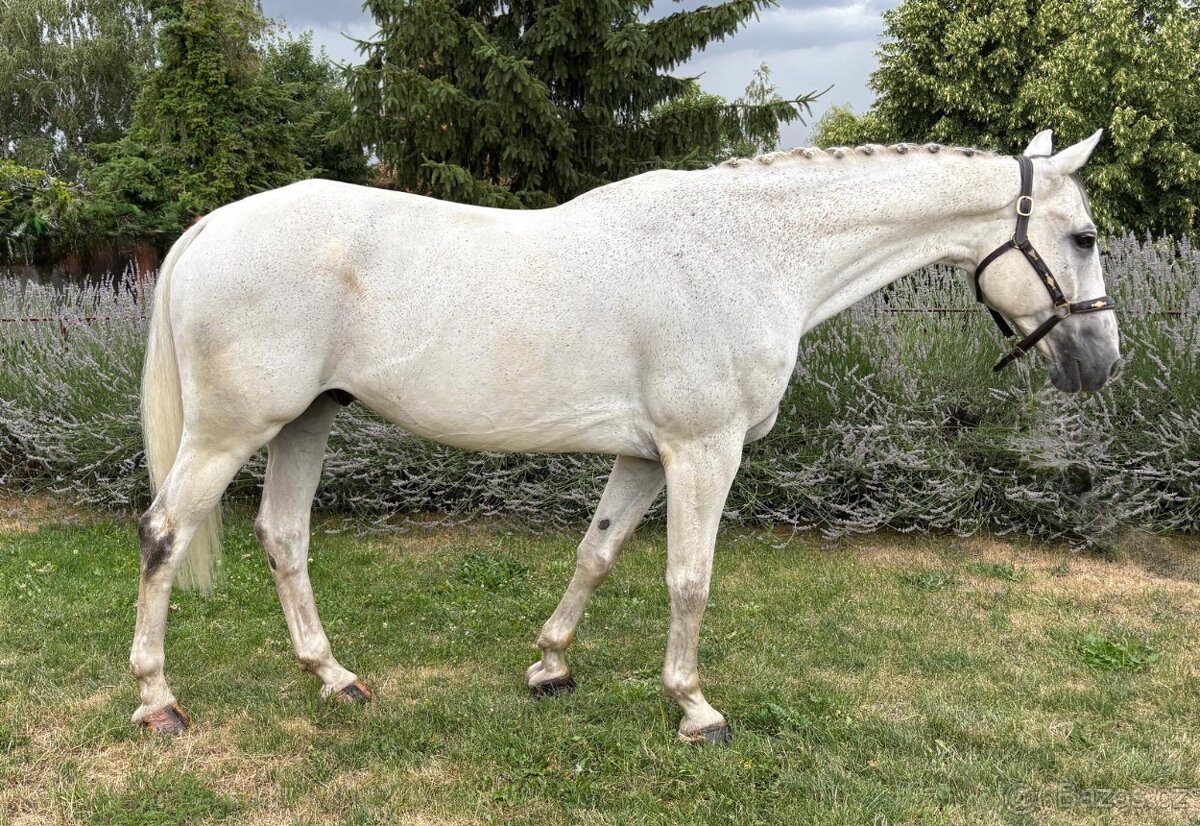 Skvělý parťák s výkonností 140 - 3