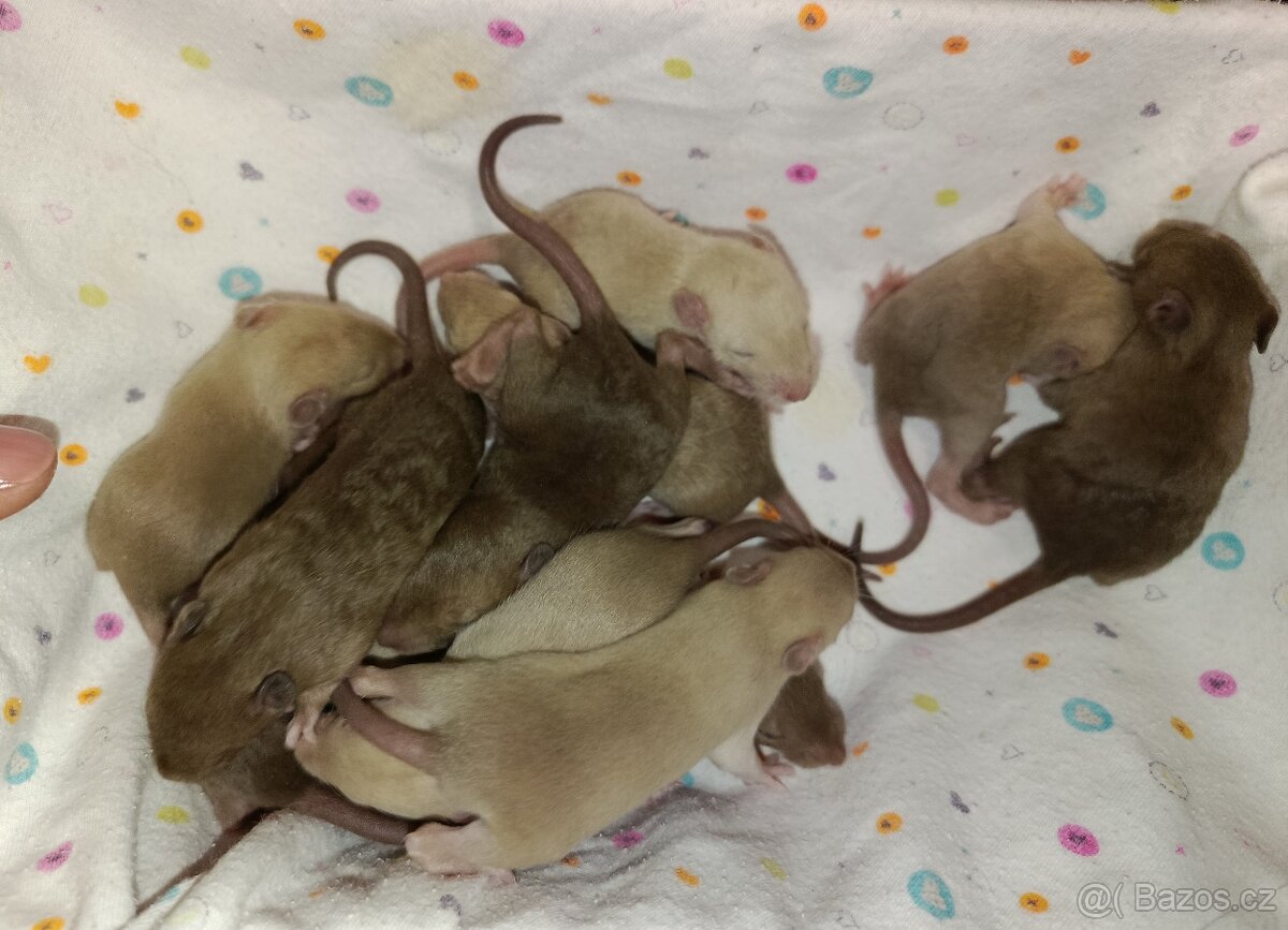 Potkani mláďata s rodokmenem - 3