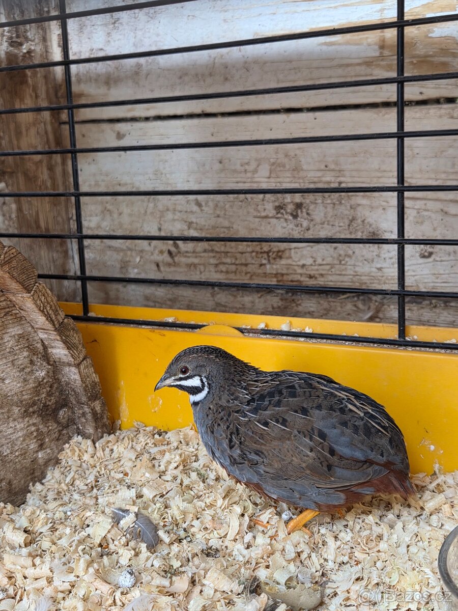 Křepelka čínská - 3