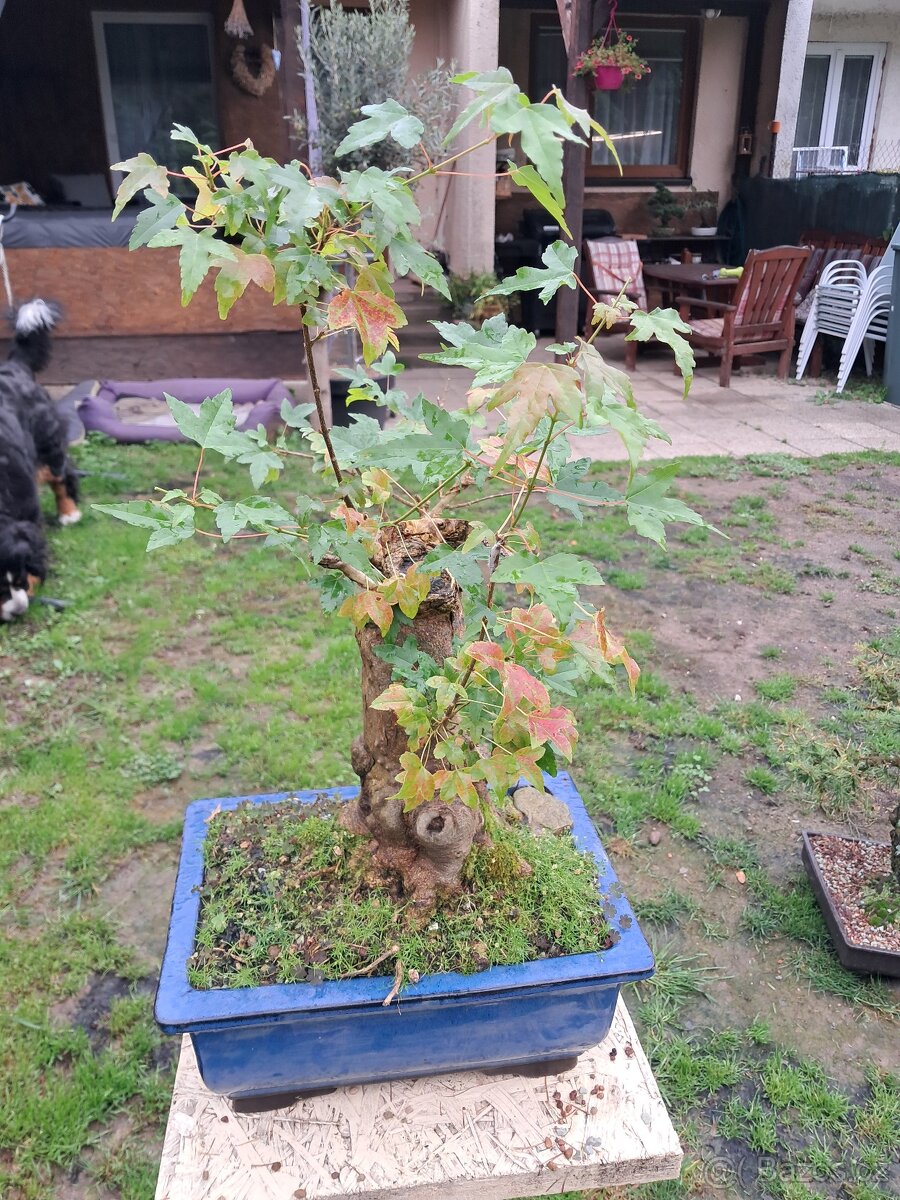 Bonsaj bonsai Javor - 3