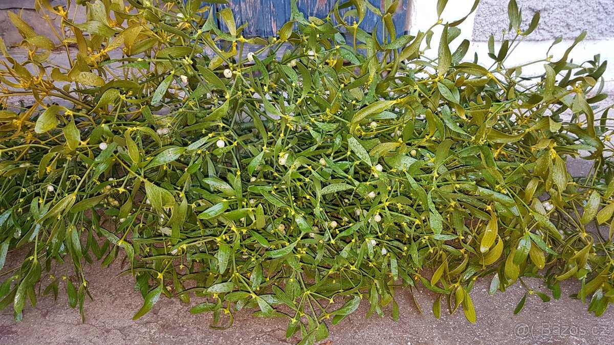 Prodám krásné jmelí na dekorace, do kytic apod. - 3