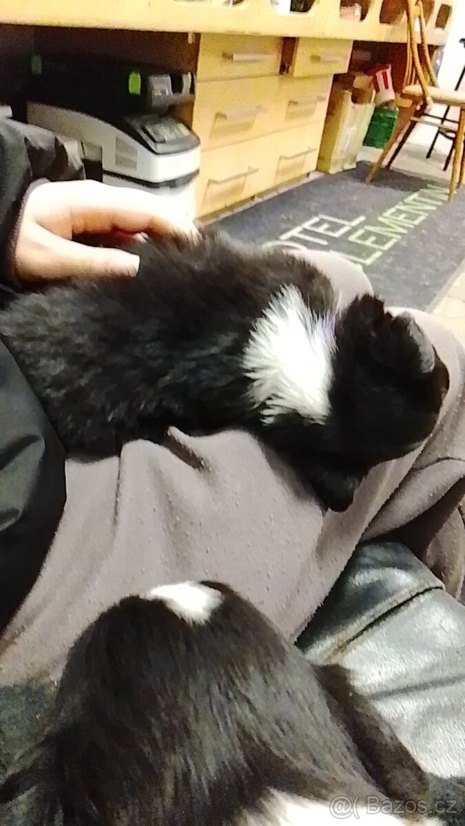 Border kolie štěňata - 3