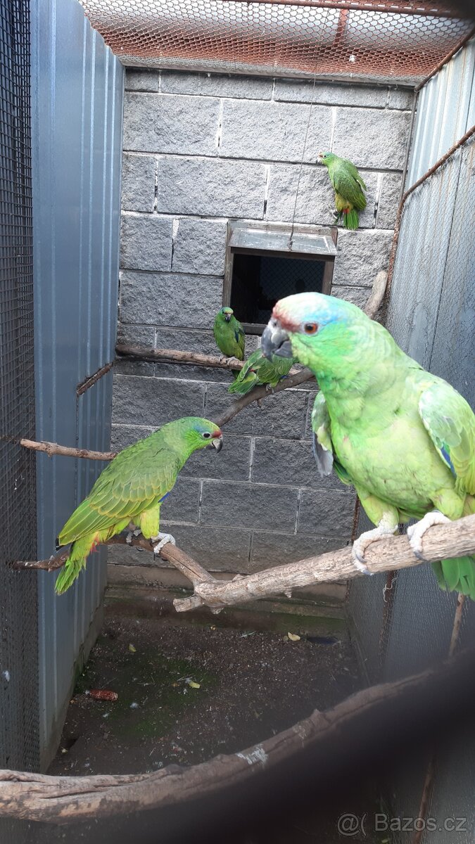 Amazoňan modrobradý festiva - 3