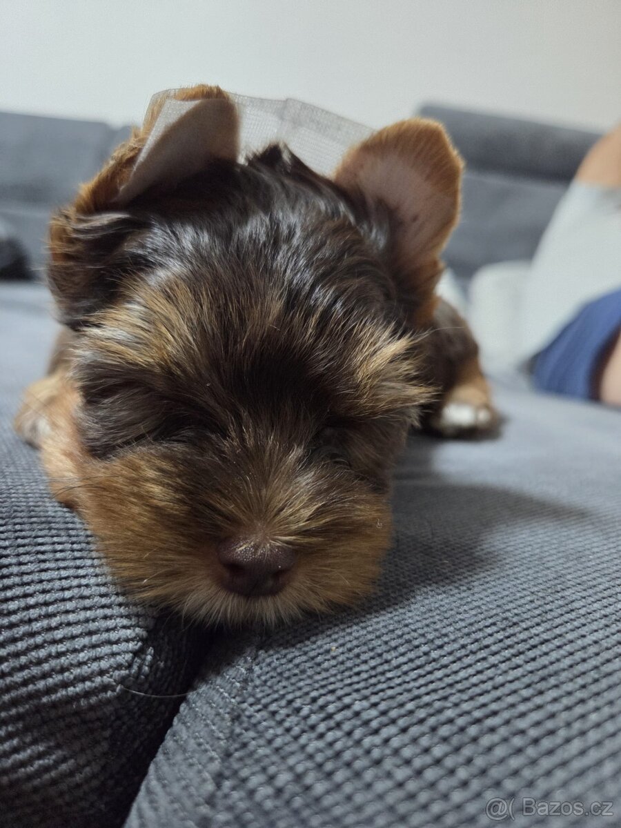 Jorkšírský teriér - Brno - 3