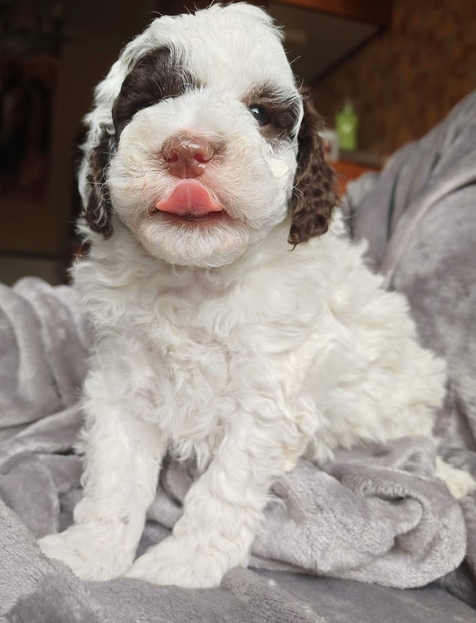 PUDL TRPASLIČÍ VÍCEBAREVNÝ s PP - 3