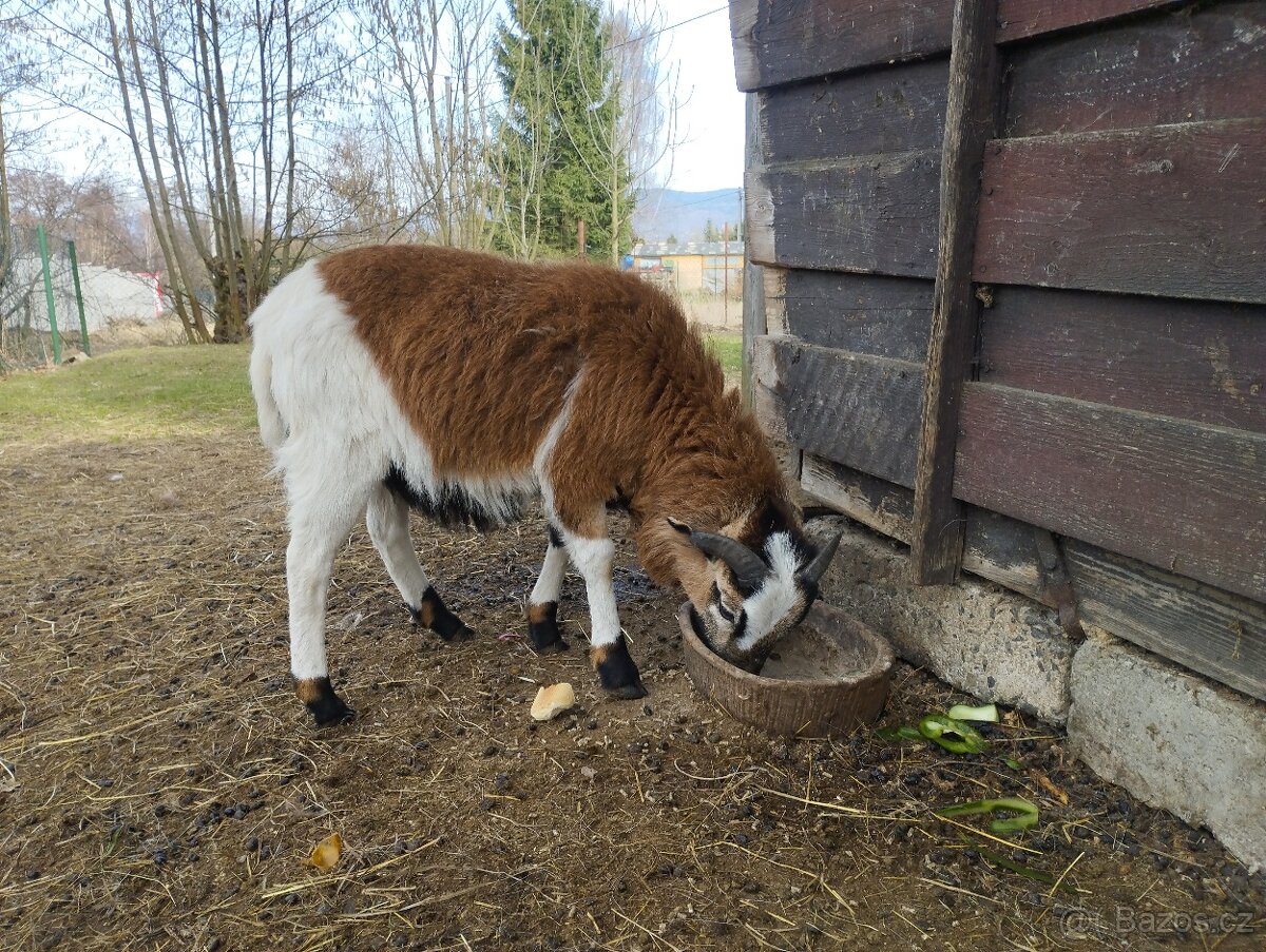 Ovce kamerunská - 3