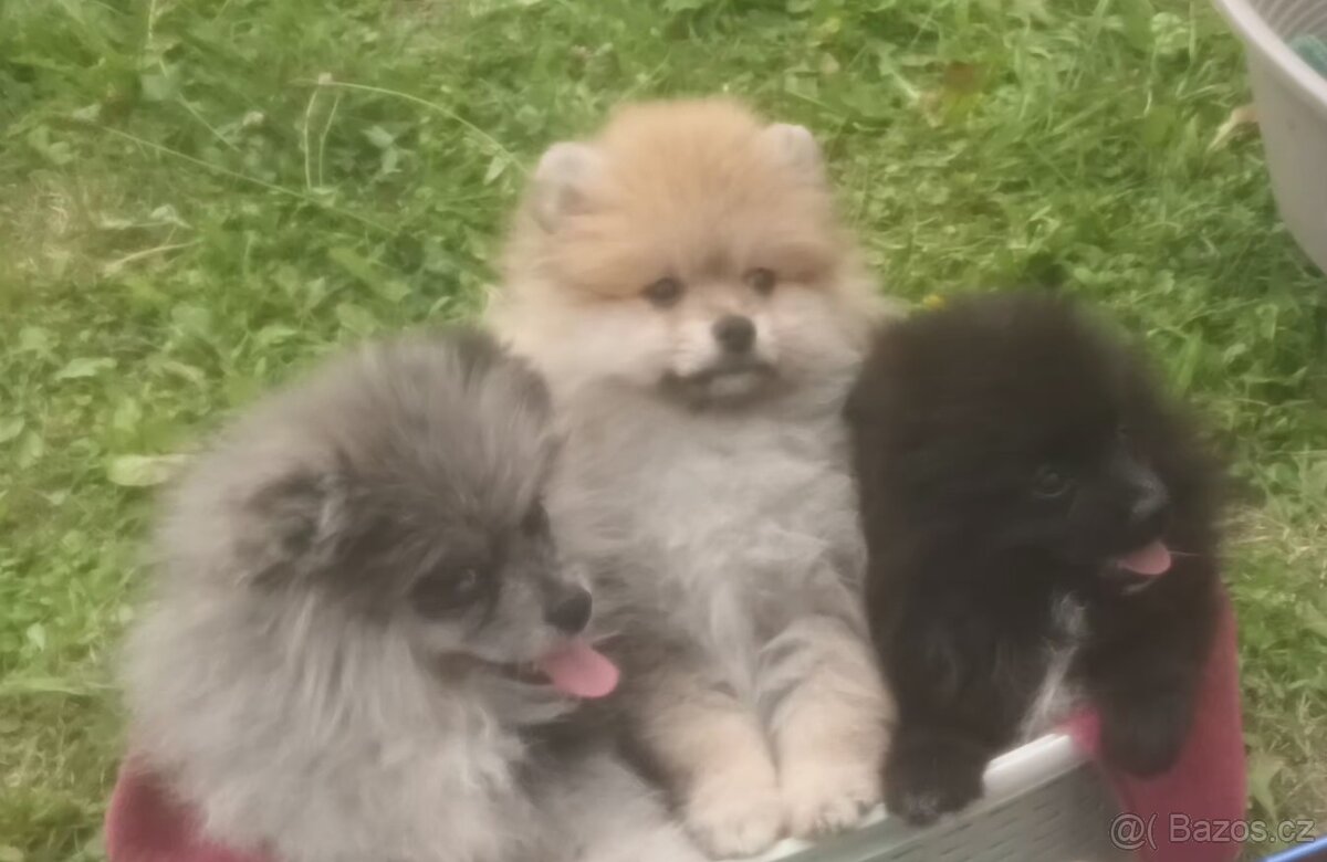 Pomeranian mini s PP - 3
