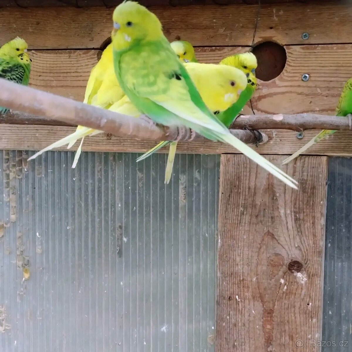 Andulka vlnkovaná - 3