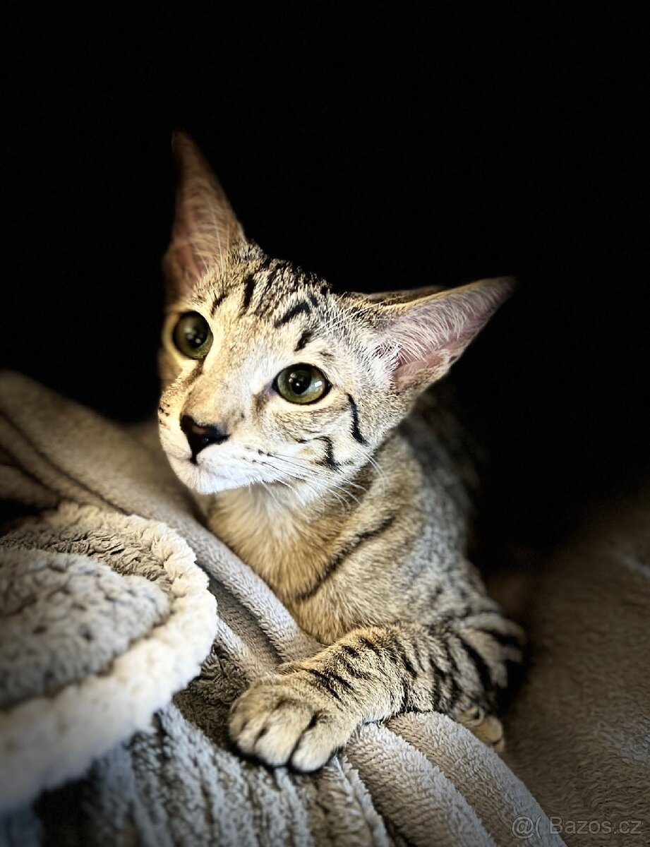 Orientální kocourek 1 rok do dobrých rukou - 3